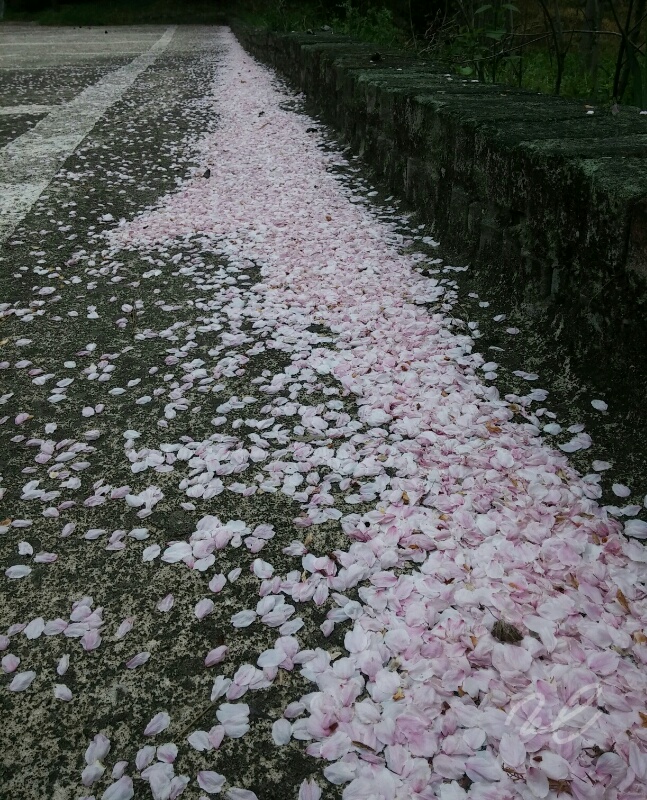 jin17_0409_1445.jpg